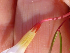 Oxalis levis