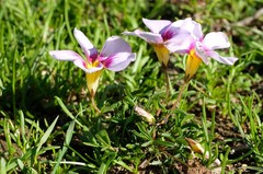 Oxalis burkei