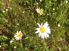 Leucanthemum vulgare