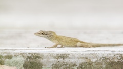 Anolis sericeus