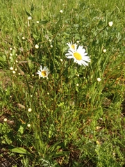 Leucanthemum vulgare