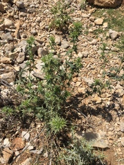 Cirsium phyllocephalum