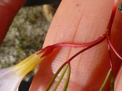Oxalis levis
