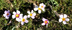 Oxalis burkei