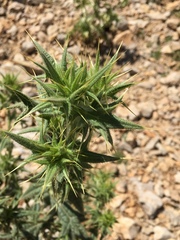 Cirsium phyllocephalum