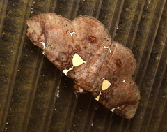 Antiblemma albipunctata