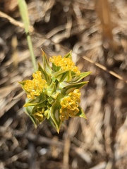 Bupleurum