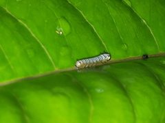 Euploea phaenareta