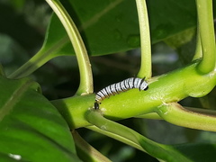 Euploea phaenareta