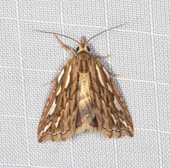 Meyrickella torquesauria