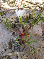 Oxalis levis