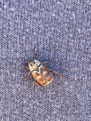 Hoplia trifasciata