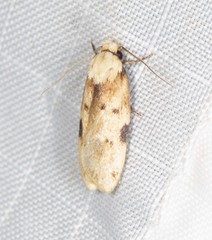 Elaeonoma deltacostamela