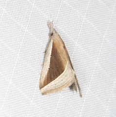 Hypena conscitalis