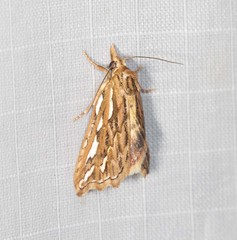 Meyrickella torquesauria