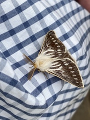 Rhabdosia