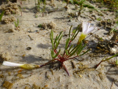Oxalis levis