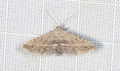 Araeopteron canescens