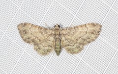 Chloroclystis mniochroa