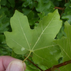 Aceria macrocheluserinea