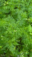 Trepocarpus aethusae