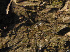 Diapontia uruguayensis
