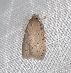 Brachynemata restricta