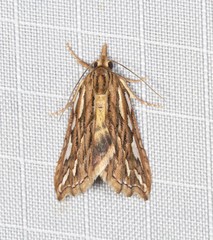 Meyrickella torquesauria