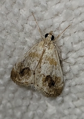 Evergestis lunulalis