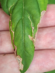 Mompha argentimaculella