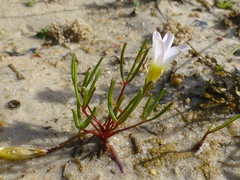 Oxalis levis