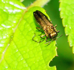 Agrilus cuprescens