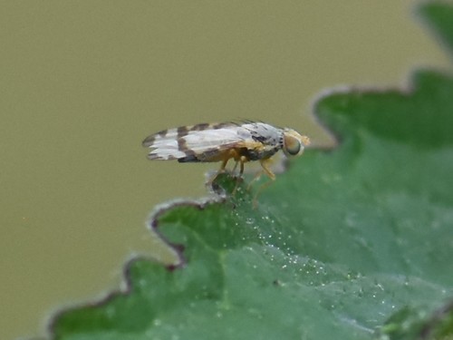Ragwort Fly, Groesbeek, Nederland, photo 3 of 10