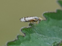Sphenella marginata