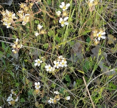Saxifraga