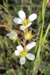 Saxifraga