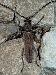 Aneflus obscurus