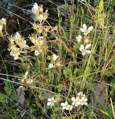 Saxifraga