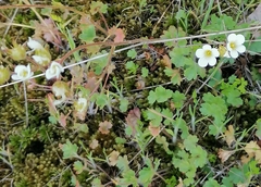 Saxifraga