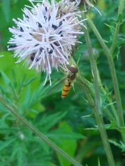 Episyrphus balteatus