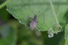 Liophloeus tessulatus