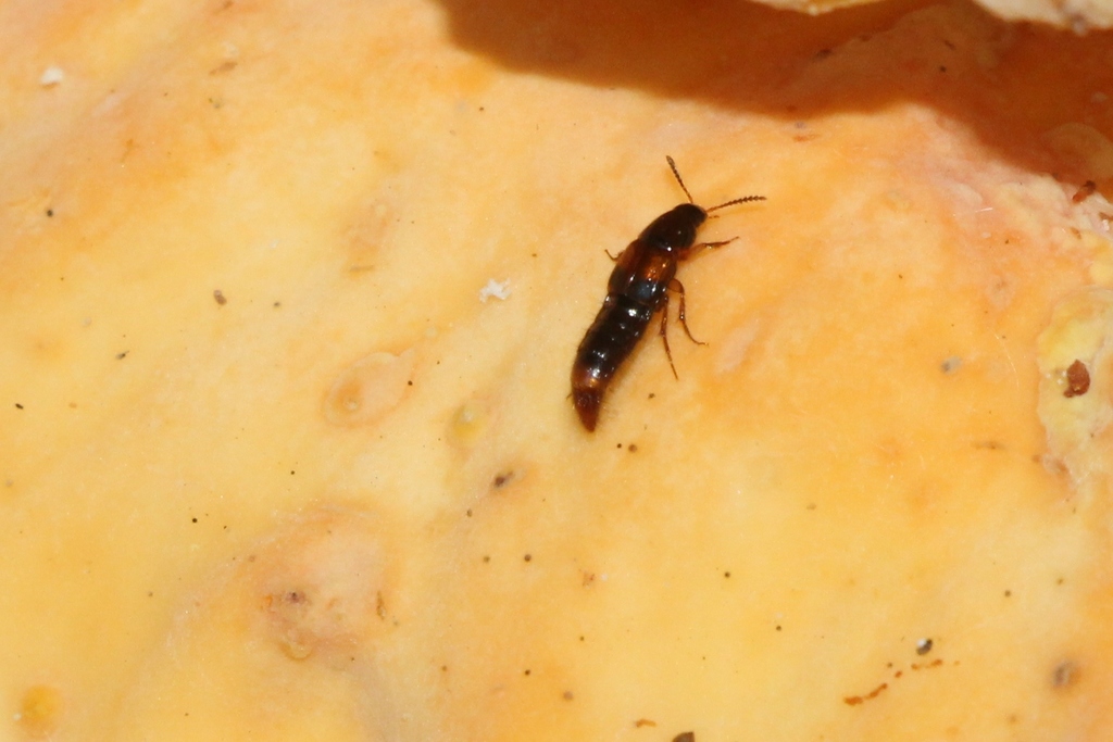 Carphacis striatus