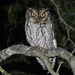 Texas Screech-Owl - Photo (c) Marco Zozaya, some rights reserved (CC BY-NC), uploaded by Marco Zozaya
