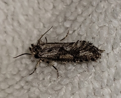 Acrolophus variabilis