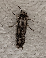 Acrolophus variabilis