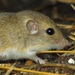 Merriam's Pocket Mouse - Photo (c) Marco Zozaya, some rights reserved (CC BY-NC), uploaded by Marco Zozaya
