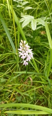 Dactylorhiza