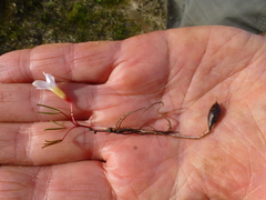 Oxalis levis