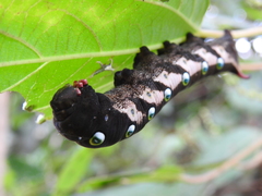 Theretra indistincta