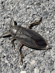 Lethocerus americanus